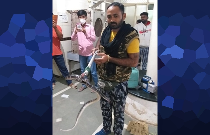 snake catcher