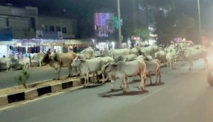 cows on road