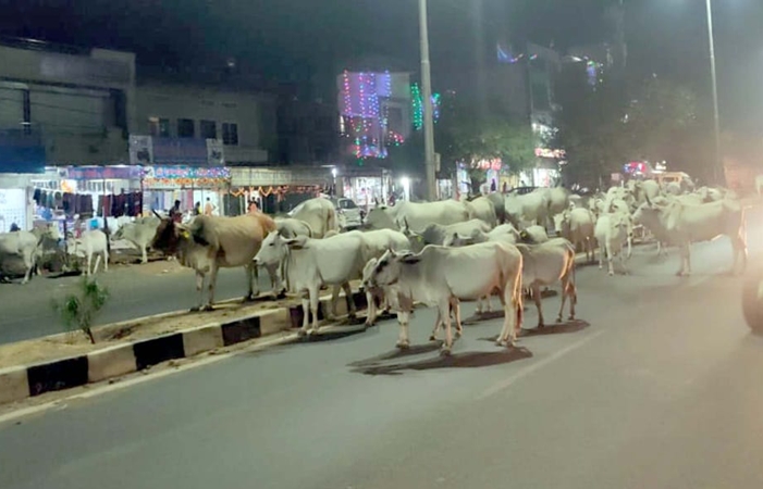 cows on road