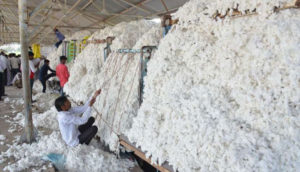 cotton-in-mandi