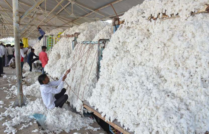 Khargone Cotton Reached In Market On 500 Vehicles And 112 Bullock Carts For Auction