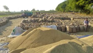 narsinghpur paddy purchase