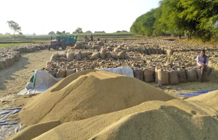 narsinghpur paddy purchase