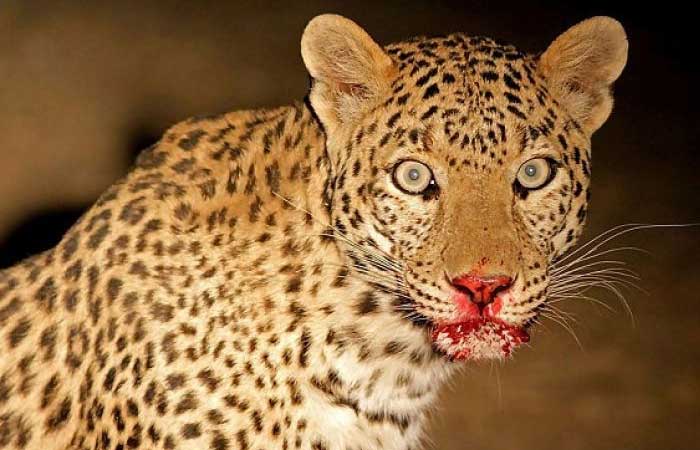 leopard-attacks-on-girl