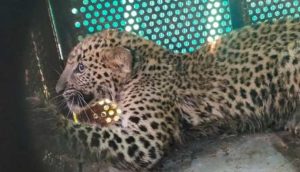 leopard-dhar-rescued