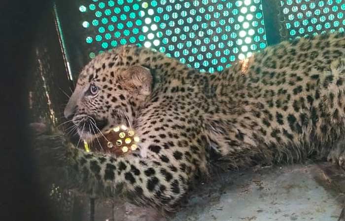 leopard-dhar-rescued