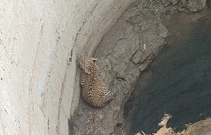 leopard-dhar