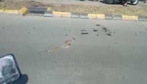 serpent on road