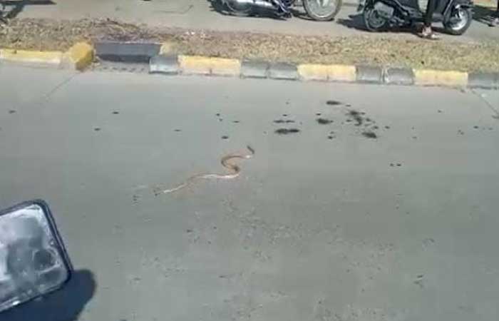 serpent on road