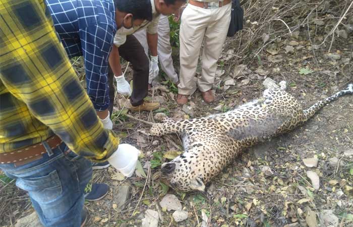 dhar-leopard-killed
