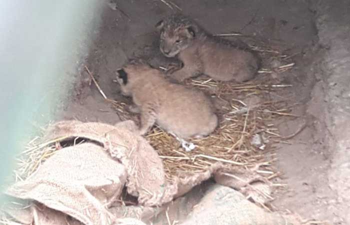 indore-zoo-lion