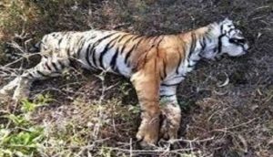 tiger-dead-body