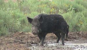 wild-pig