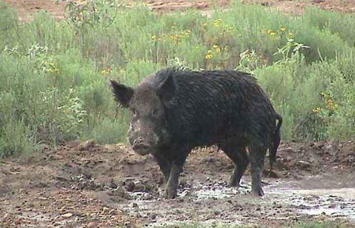 wild-pig