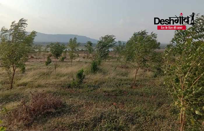 dhar neem trees