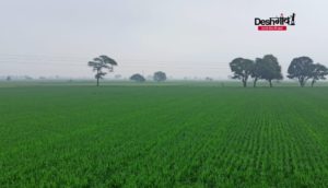 dhar crops rain
