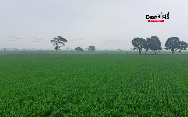 dhar crops rain