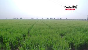 dhar fields