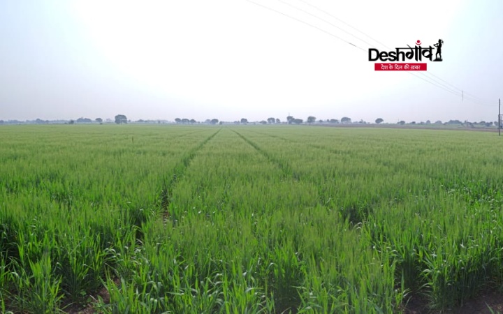 dhar fields