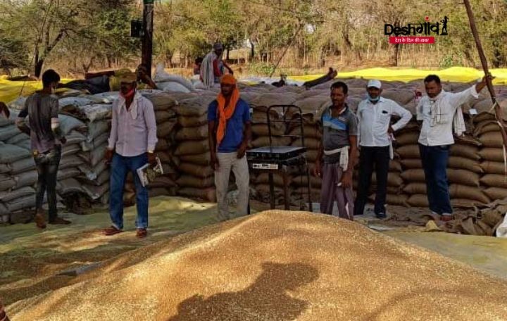 dhar rabi crops purchase