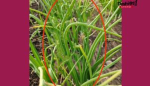 garlic crops insect
