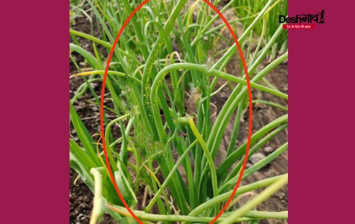 garlic crops insect