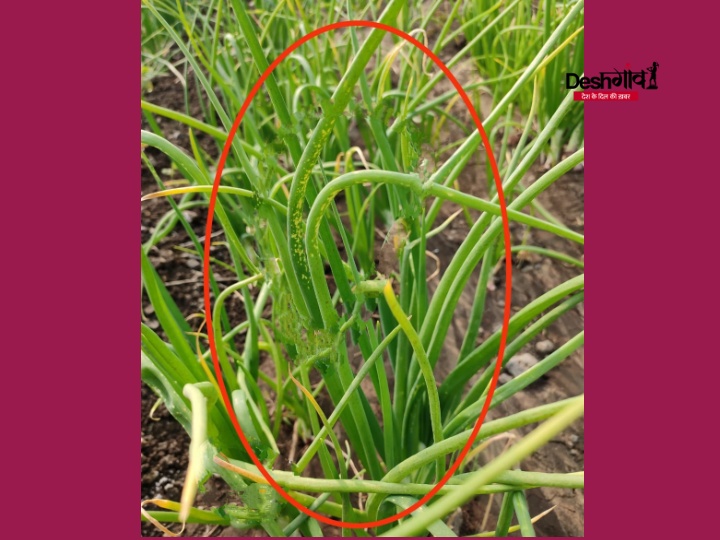garlic crops insect