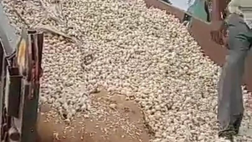 garlic on road dhar