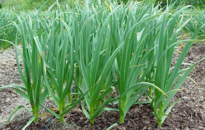 garlic produce