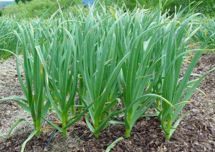 garlic produce