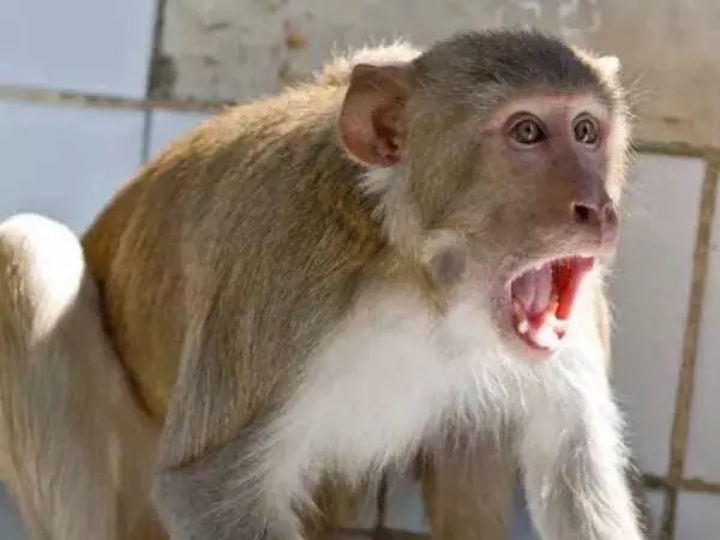 monkey terror in dhar