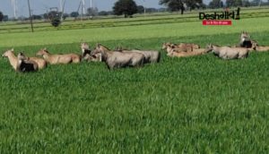 nilgai trampling crops