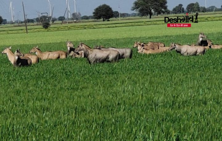 nilgai trampling crops