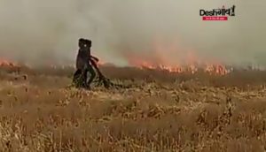 dhar fire in paddy