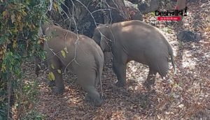 shahdol elephants