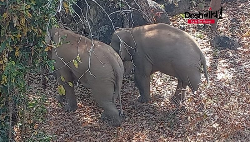 shahdol elephants