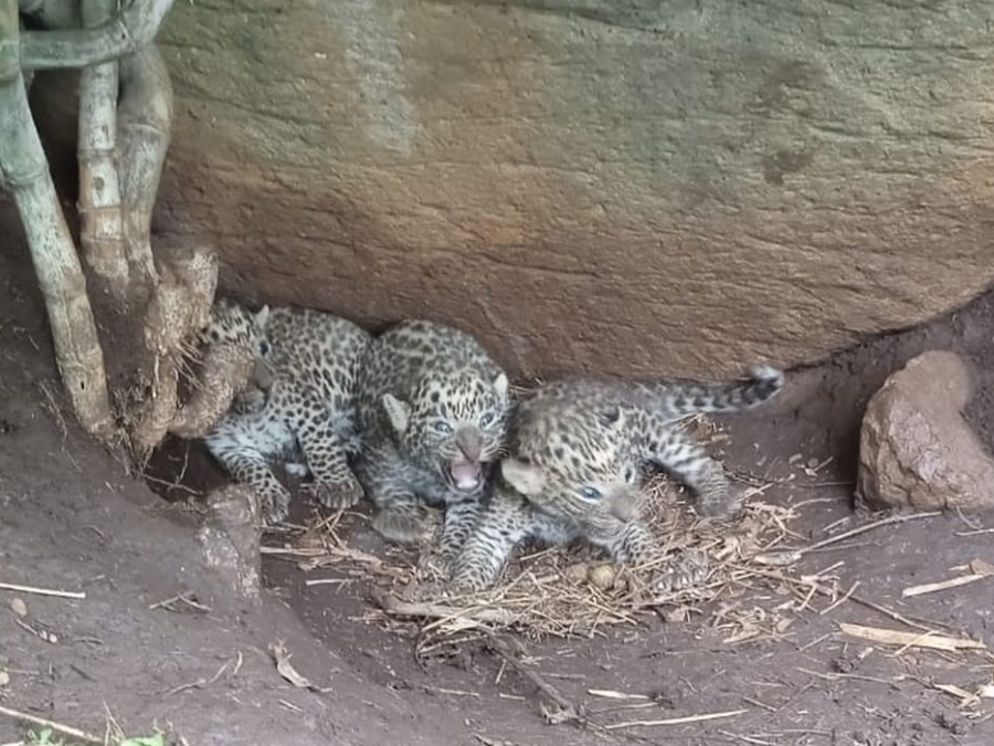 leopard cubs