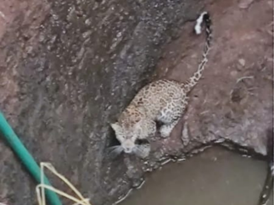 leopard in well