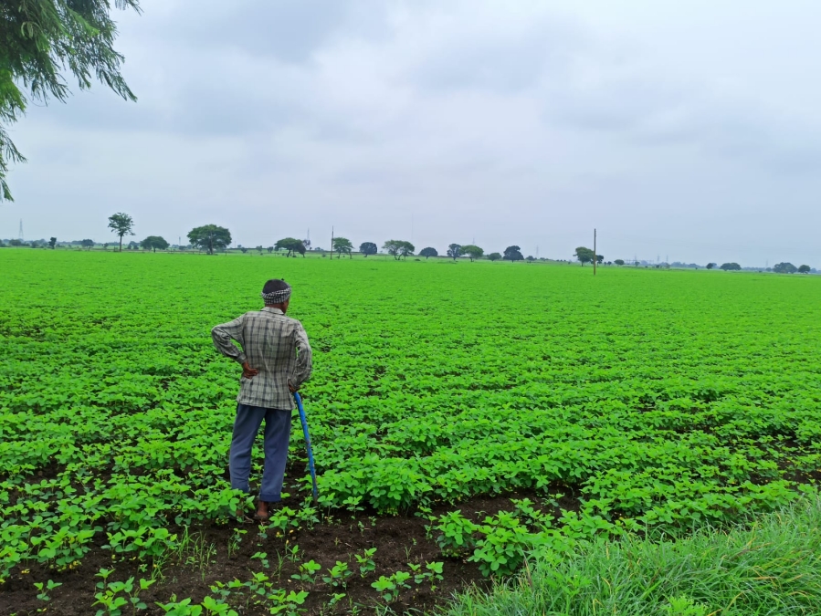 dhar farmer rain