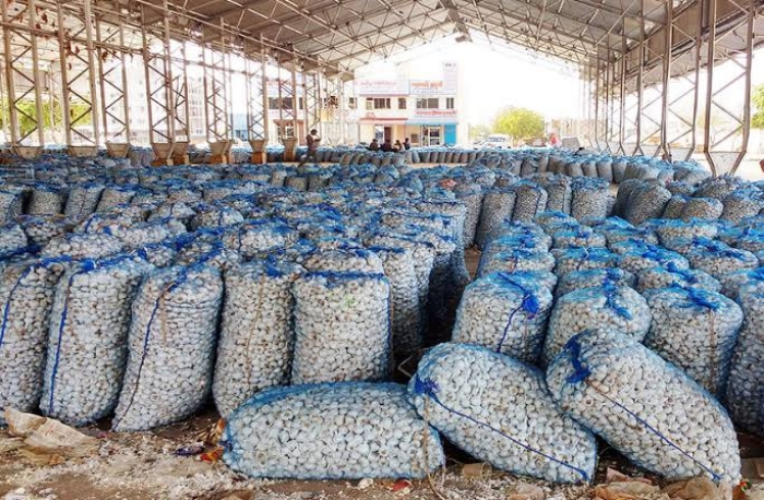 garlic crops