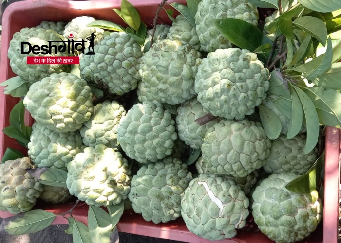 custard apple