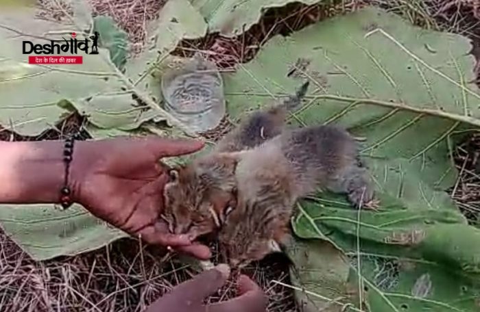 mandu leopard cubs