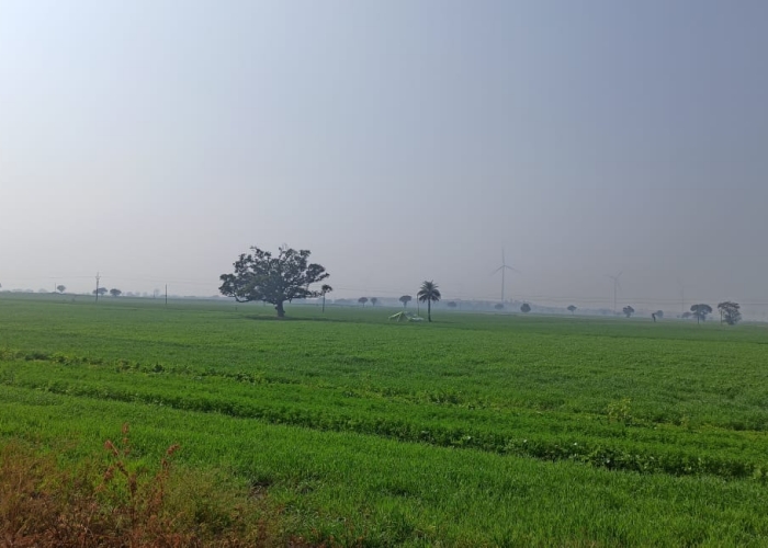 dhar rabi crops and winter