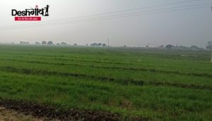 dhar wheat crops