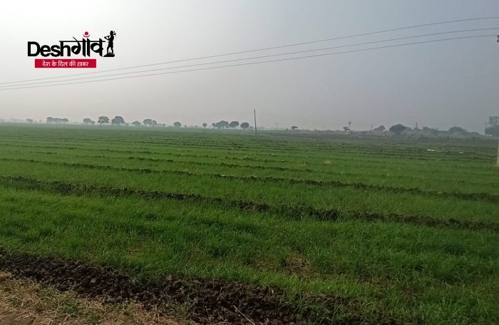 dhar wheat crops