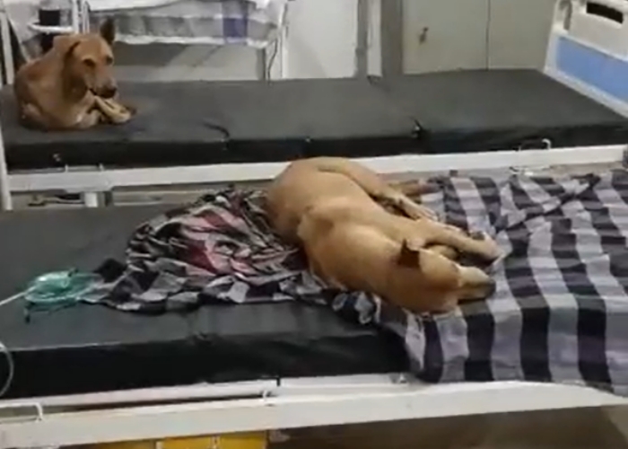 dogs on hospital bed
