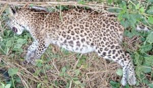 leopard dead in bagh