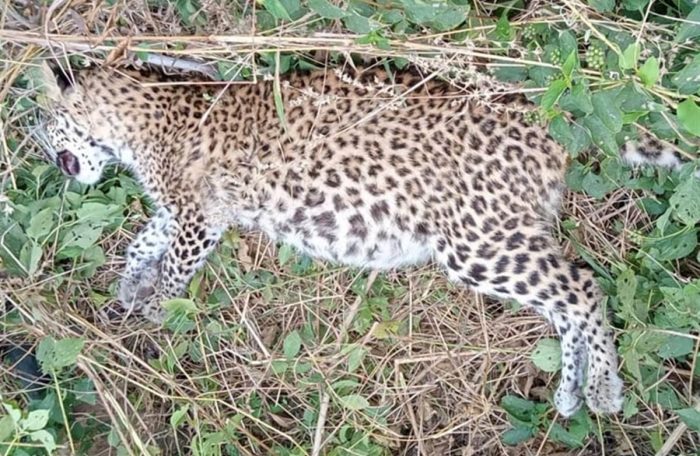 leopard dead in bagh