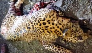 leopard death in accident