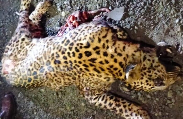 leopard death in accident
